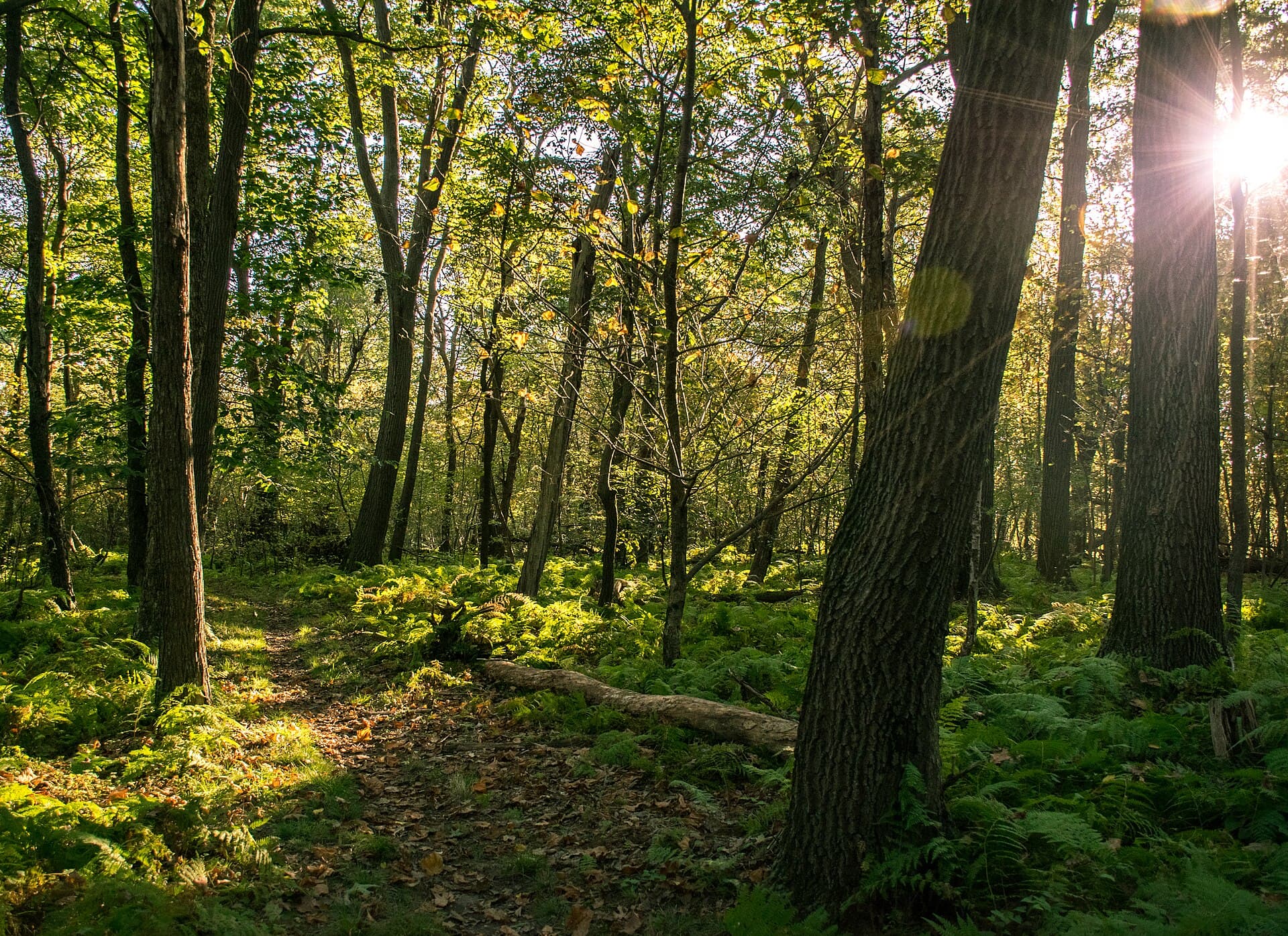 A long-distance forest trail with overnight shelter access